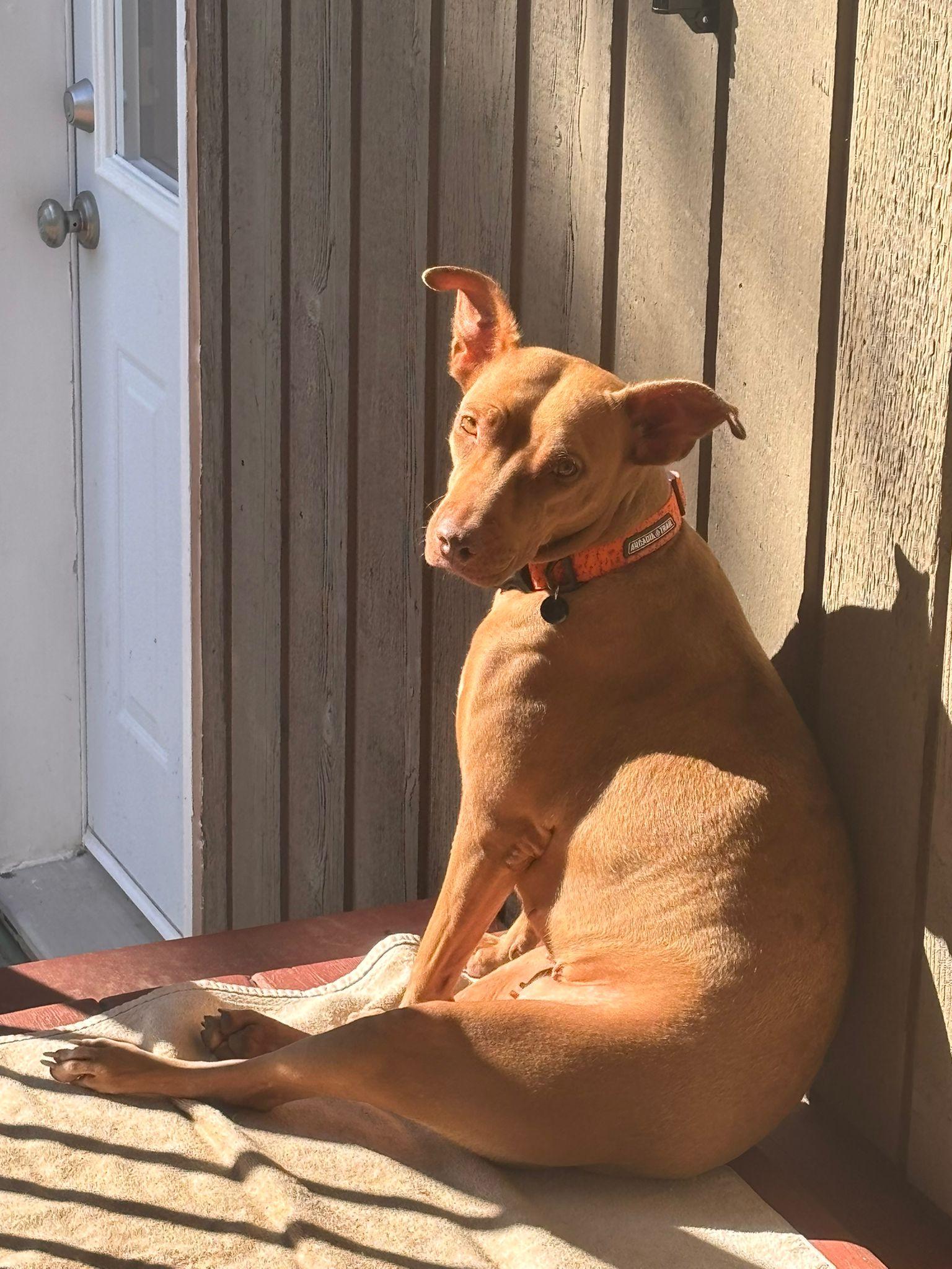 Enlarge Esmeralda, a Adoptable mixed breed in Victoria, BC image 3/6