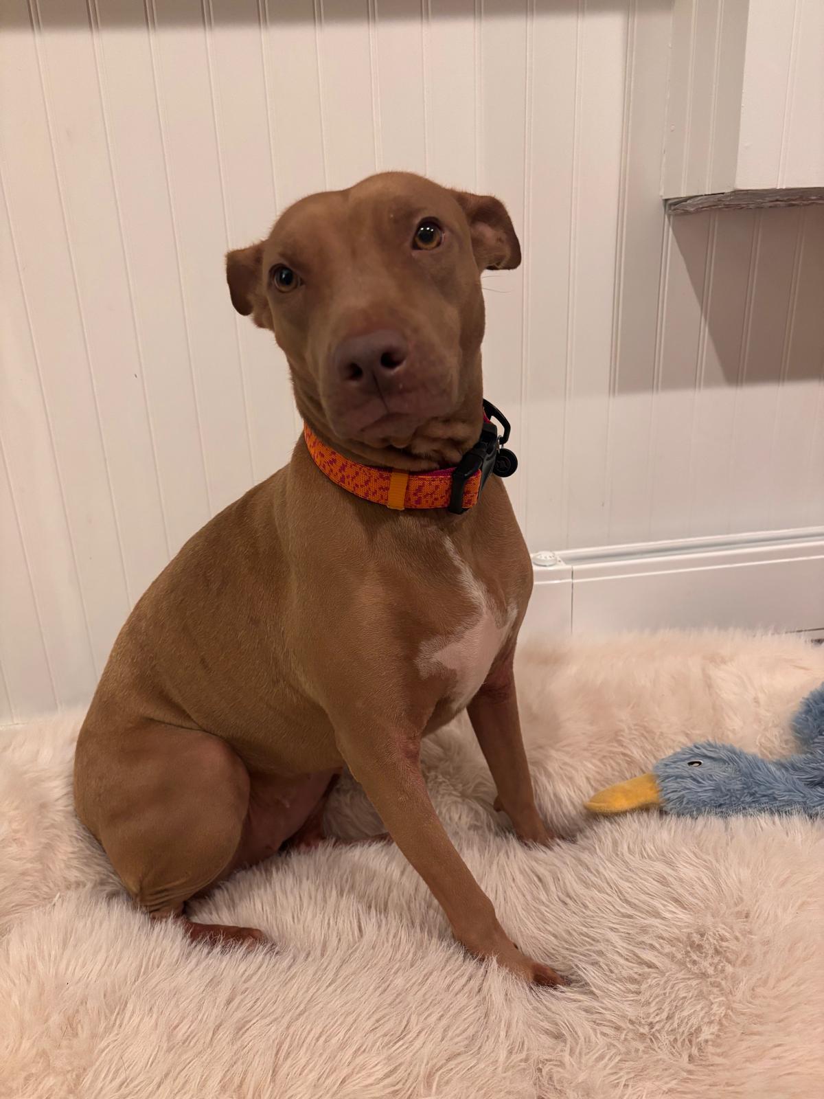 Esmeralda, Adoptable, Adult Female Mixed Breed.