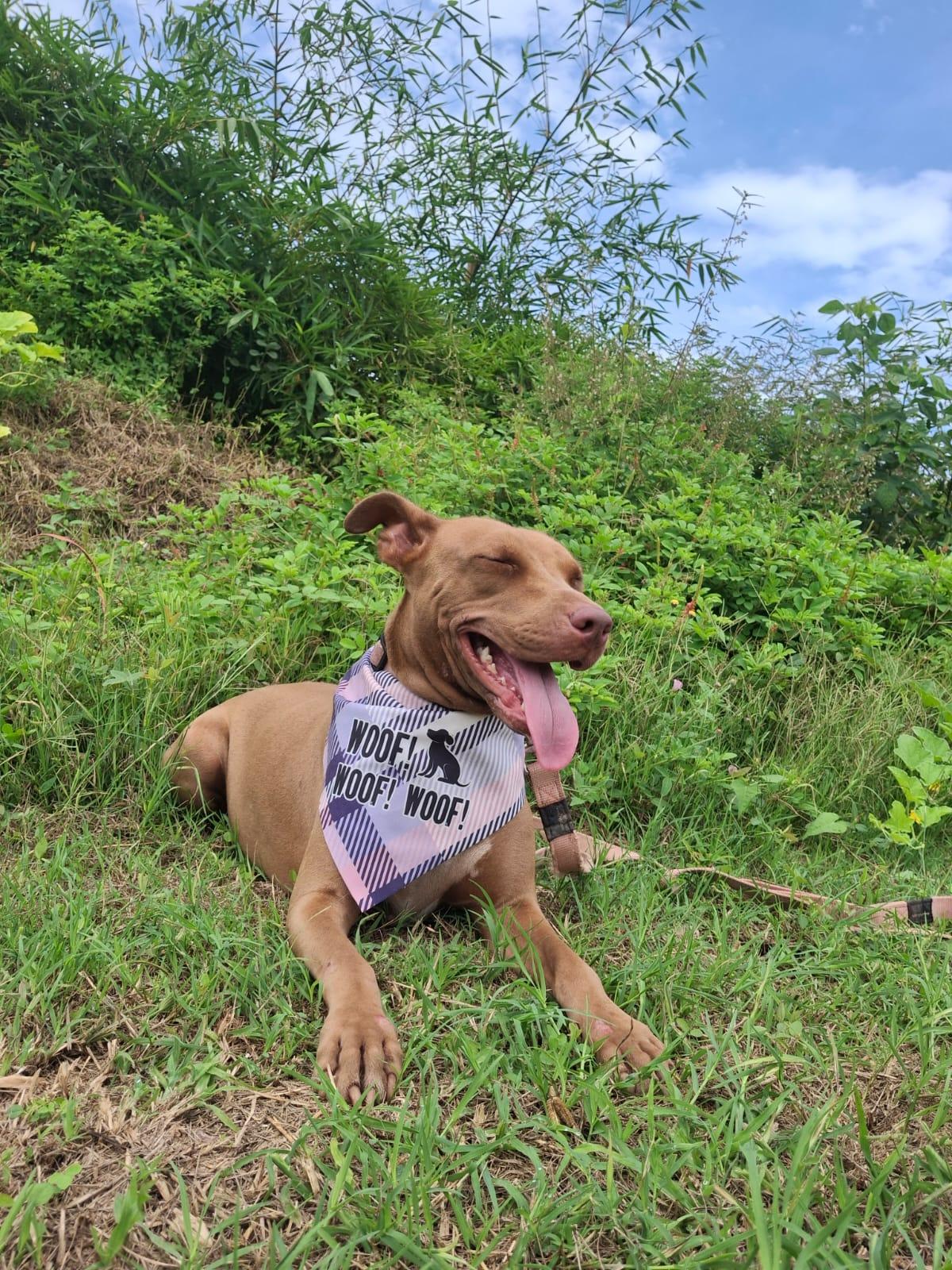 Enlarge Esmeralda, a Adoptable mixed breed in Vancouver, BC image 2/6