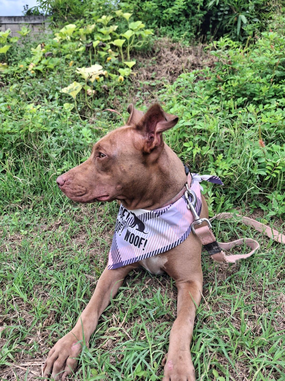 Enlarge Esmeralda, a Adoptable mixed breed in Vancouver, BC image 3/6