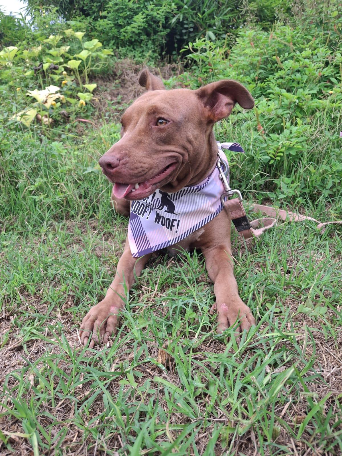 Enlarge Esmeralda, a Adoptable mixed breed in Vancouver, BC image 5/6