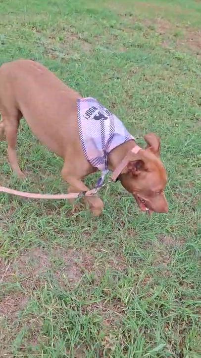 Enlarge Esmeralda, a Adoptable mixed breed in Vancouver, BC video 6/6