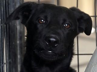 Summer, a ADOPTABLE Black Labrador Retriever in Anaconda, MT image 1/6