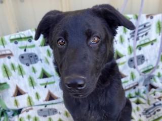 Summer, a ADOPTABLE Black Labrador Retriever in Anaconda, MT image 3/6