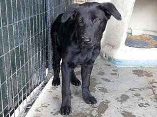 Summer, a ADOPTABLE Black Labrador Retriever in Anaconda, MT image 2/6