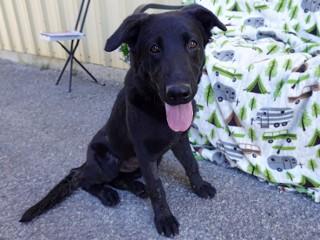 Summer, a ADOPTABLE Black Labrador Retriever in Anaconda, MT image 4/6