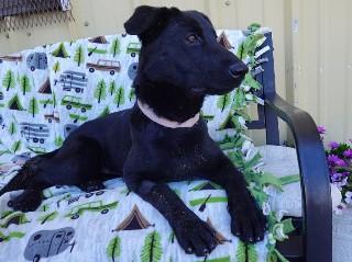 Summer, a ADOPTABLE Black Labrador Retriever in Anaconda, MT image 5/6