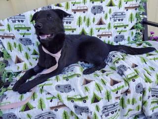 Summer, a ADOPTABLE Black Labrador Retriever in Anaconda, MT image 6/6