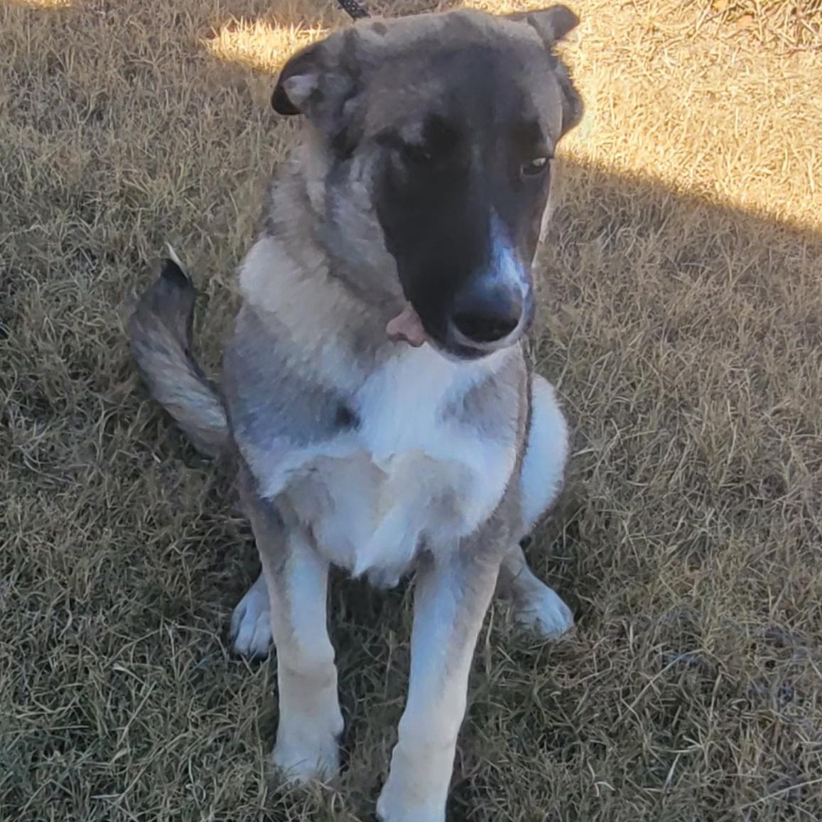 Russell , an adopted Mixed Breed in Cordell, OK image 1/2
