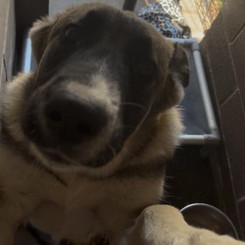 Russell , an adopted Mixed Breed in Cordell, OK image 2/2