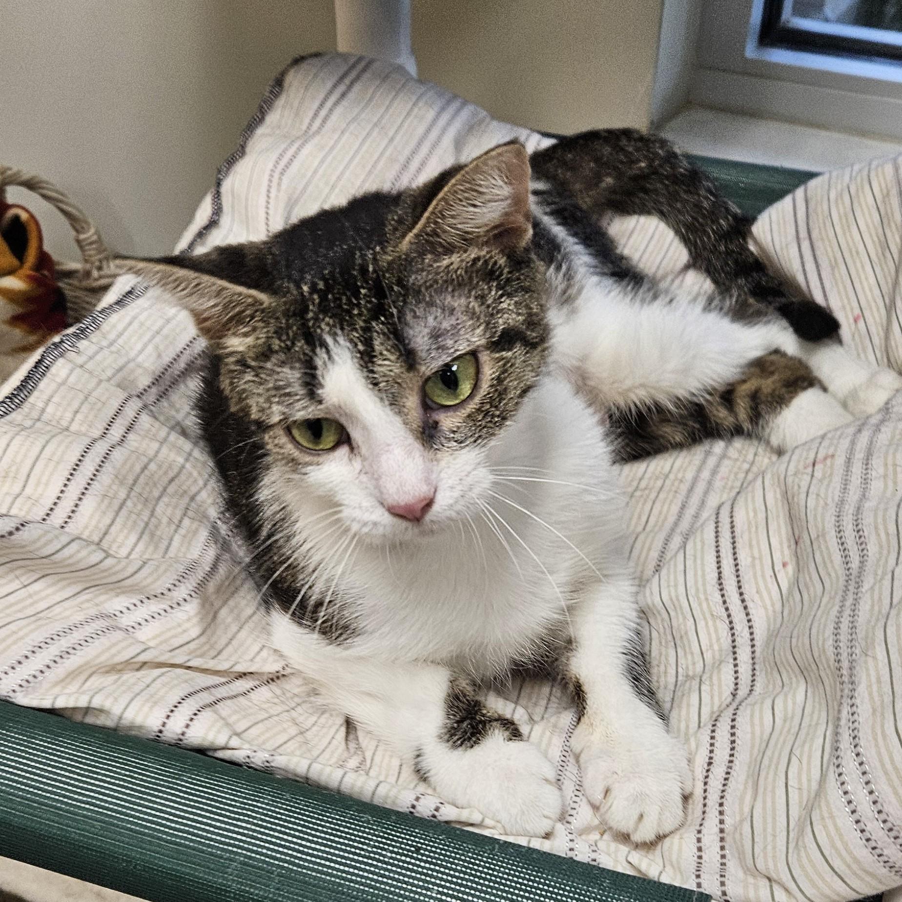 Cali, an adopted Domestic Medium Hair in Benton Harbor, MI image 3/4