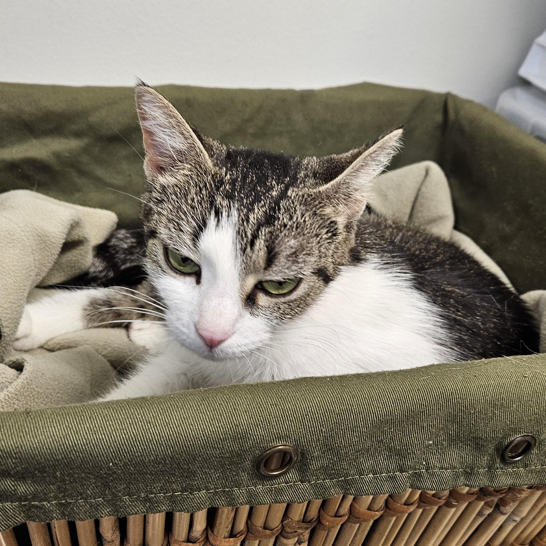 Cali, adopted, Adult Female Domestic Medium Hair.
