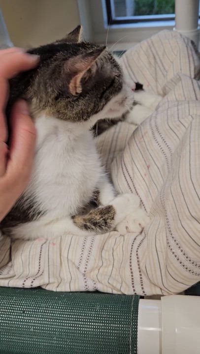 Enlarge Cali, an adopted Domestic Medium Hair in Benton Harbor, MI video 4/4