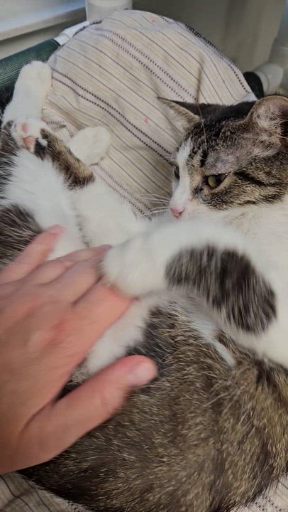 Enlarge Cali, an adopted Domestic Medium Hair in Benton Harbor, MI video 2/4