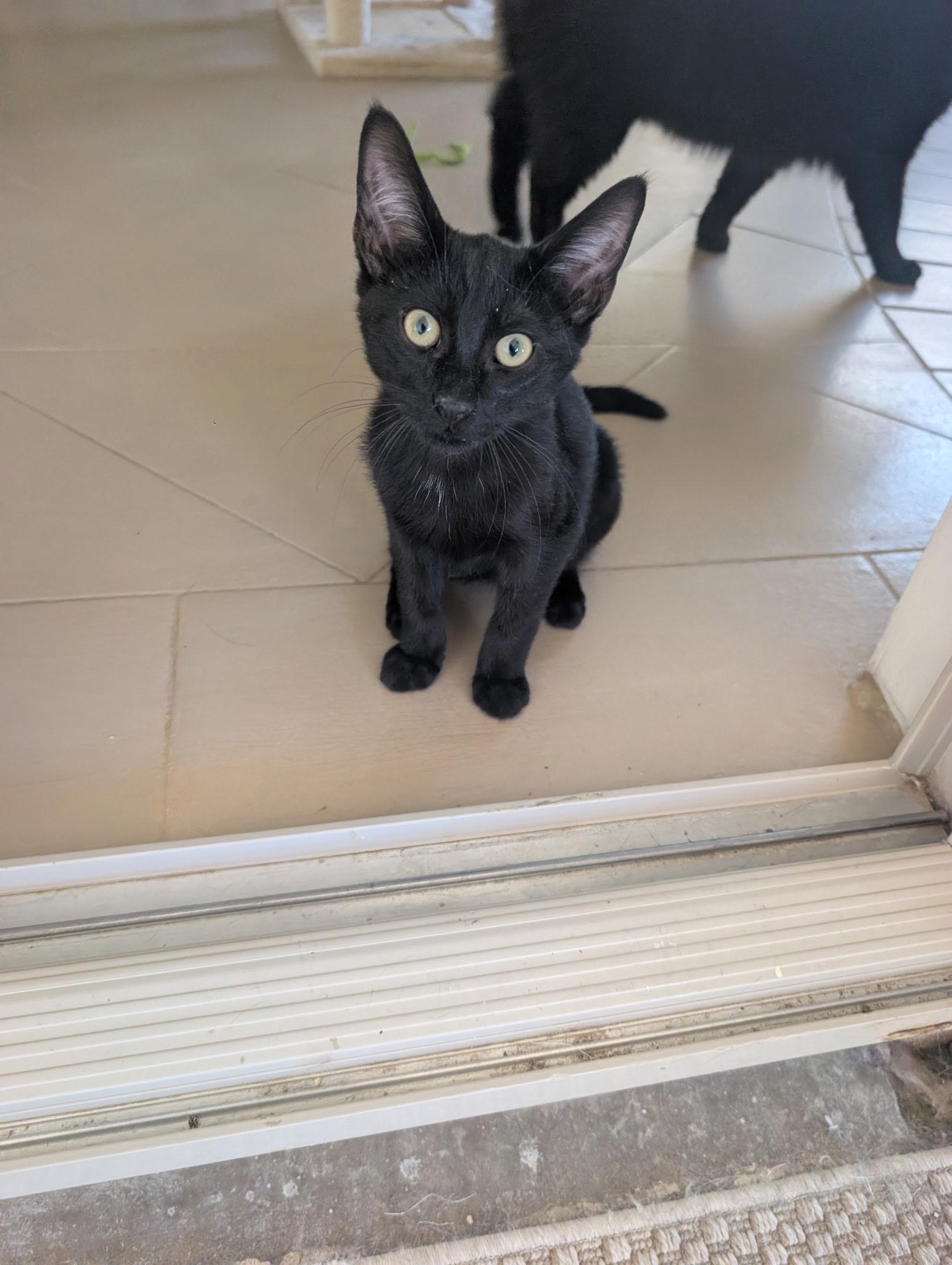 Yogi, Adoptable, Kitten Male Domestic Short Hair.