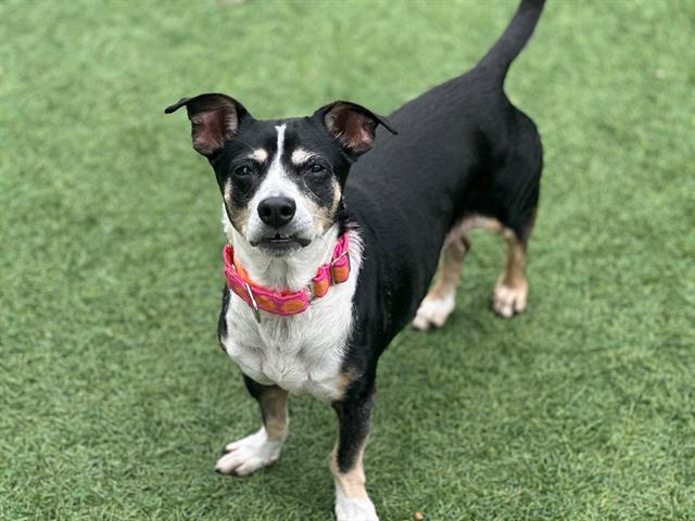 MINNIE, Adoptable, Adult Female Chihuahua & Dachshund.