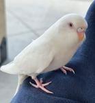 Enlarge Jessie Eisenbird, a Adoptable Parakeet (Other) in Bloomington, IN image 1/2