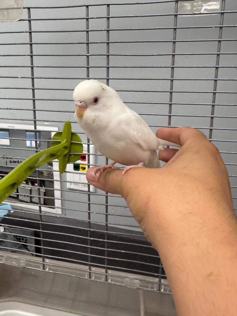 Enlarge Jessie Eisenbird, a Adoptable Parakeet (Other) in Bloomington, IN image 2/2
