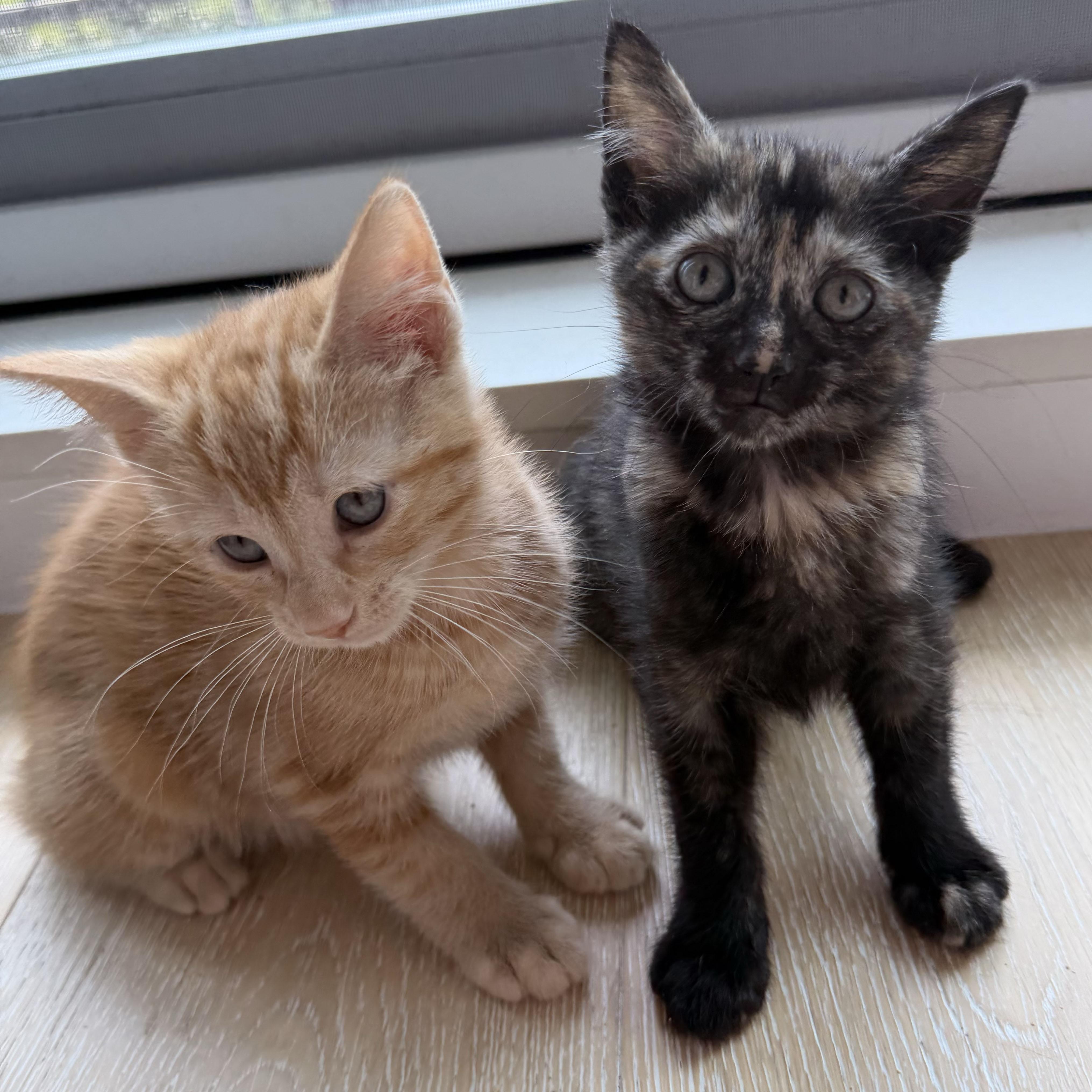 Enlarge Chianti & Reisling, a ADOPTABLE Domestic Short Hair in BROOKLYN, NY image 4/5