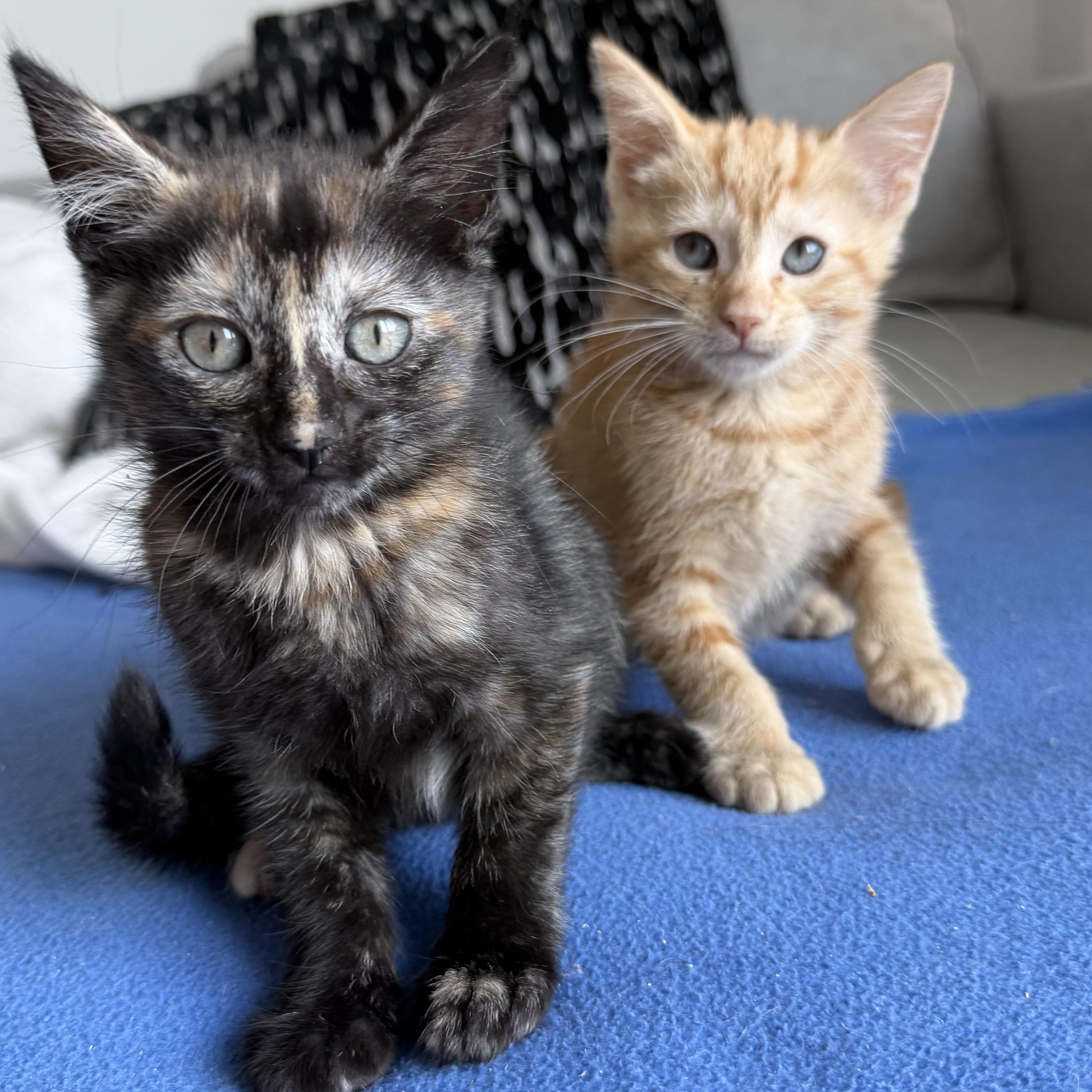Enlarge Chianti & Reisling, a ADOPTABLE Domestic Short Hair in BROOKLYN, NY image 5/5