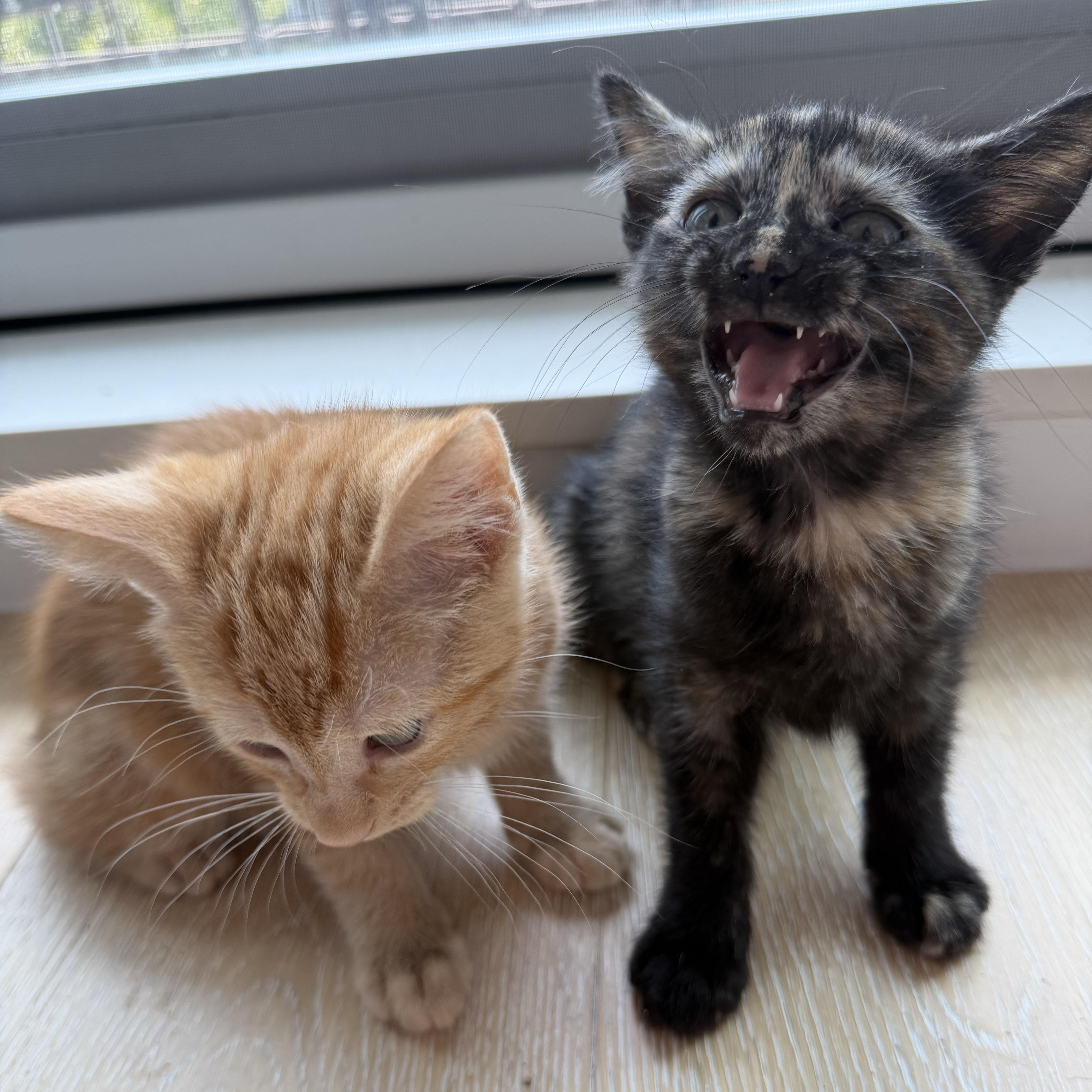 Enlarge Chianti & Reisling, a ADOPTABLE Domestic Short Hair in BROOKLYN, NY image 3/5