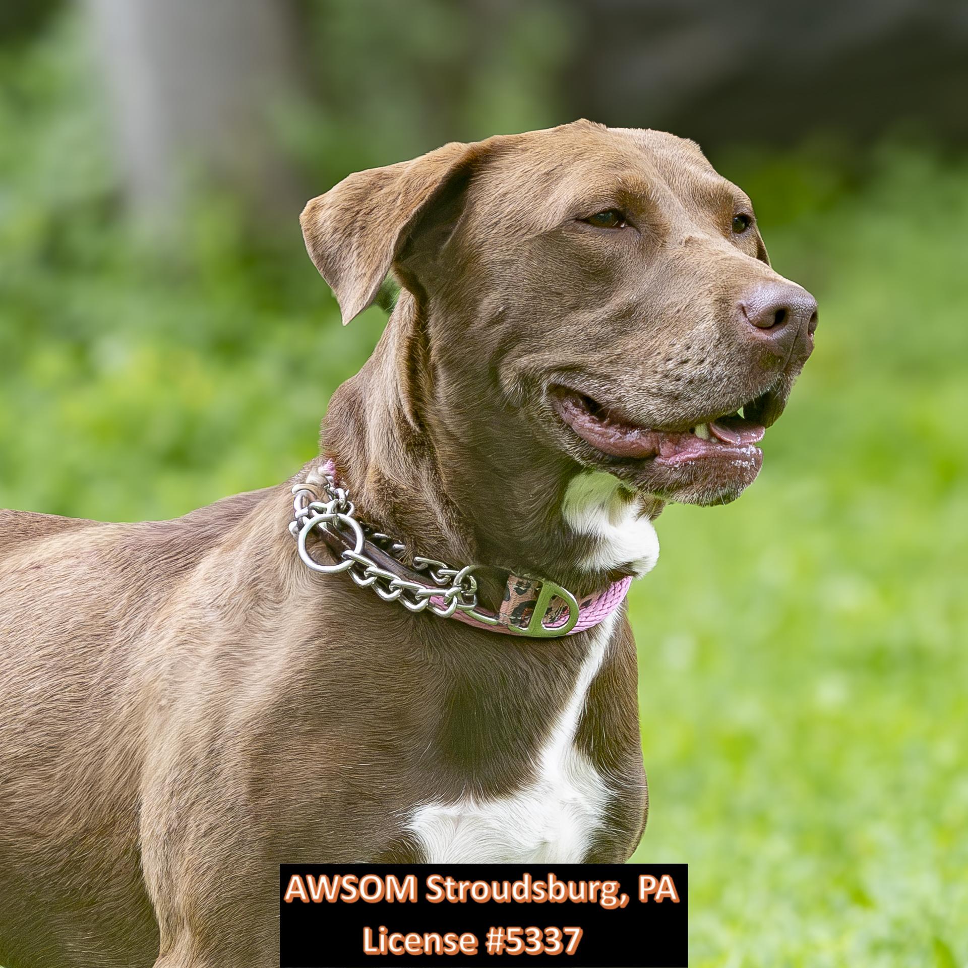 Enlarge Melody, a ADOPTABLE mixed breed in Stroudsburg, PA image 2/2