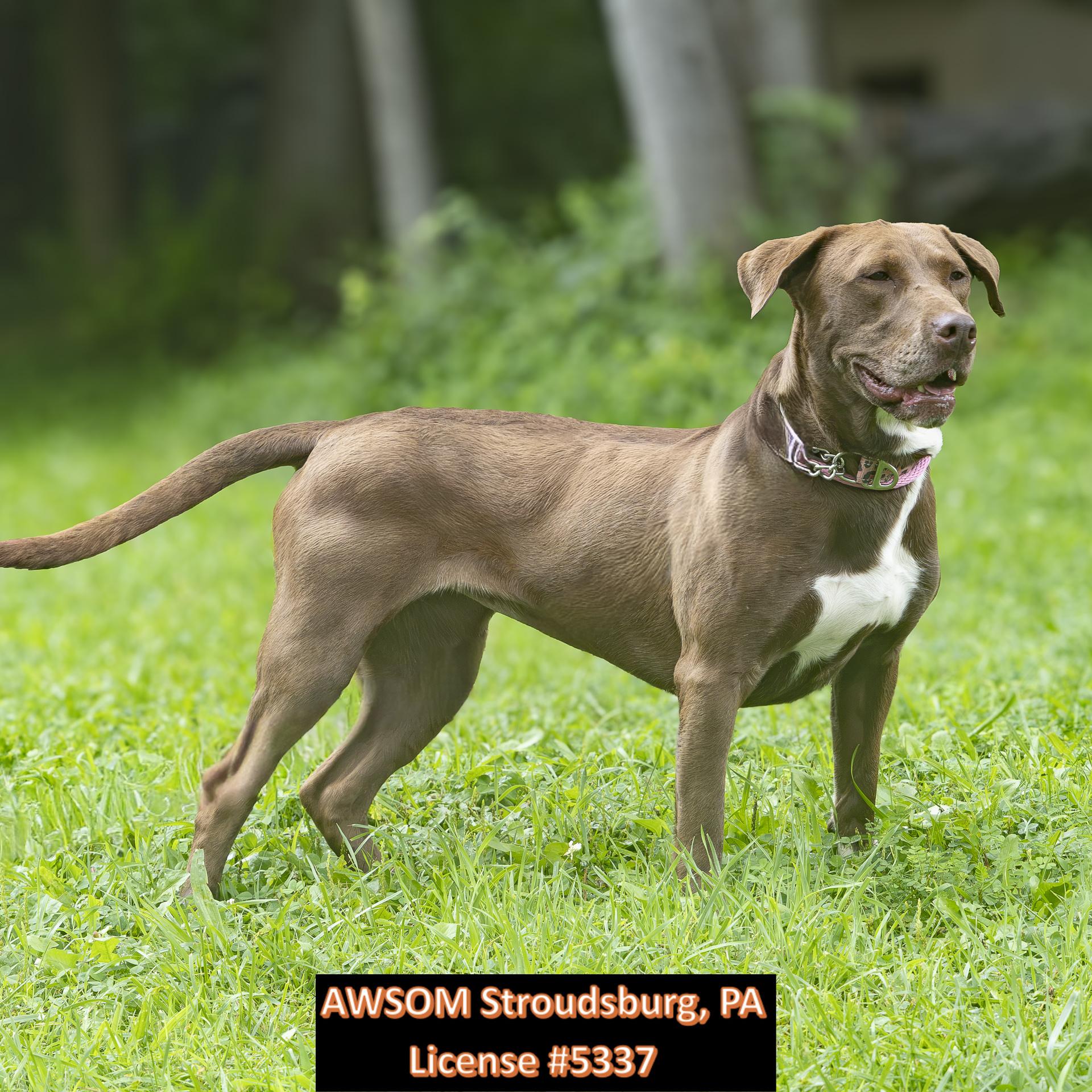 Melody, ADOPTABLE, Adult Female Chocolate Labrador Retriever.