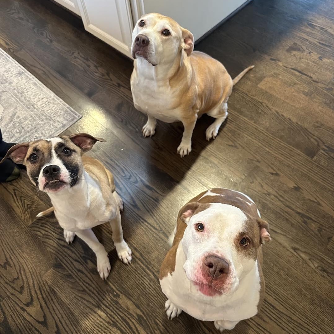 Enlarge NUGGET, an adopted mixed breed in Westland, MI image 3/6