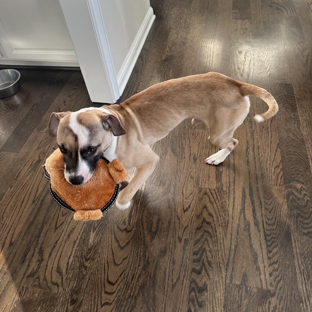 Enlarge NUGGET, an adopted mixed breed in Westland, MI image 5/6