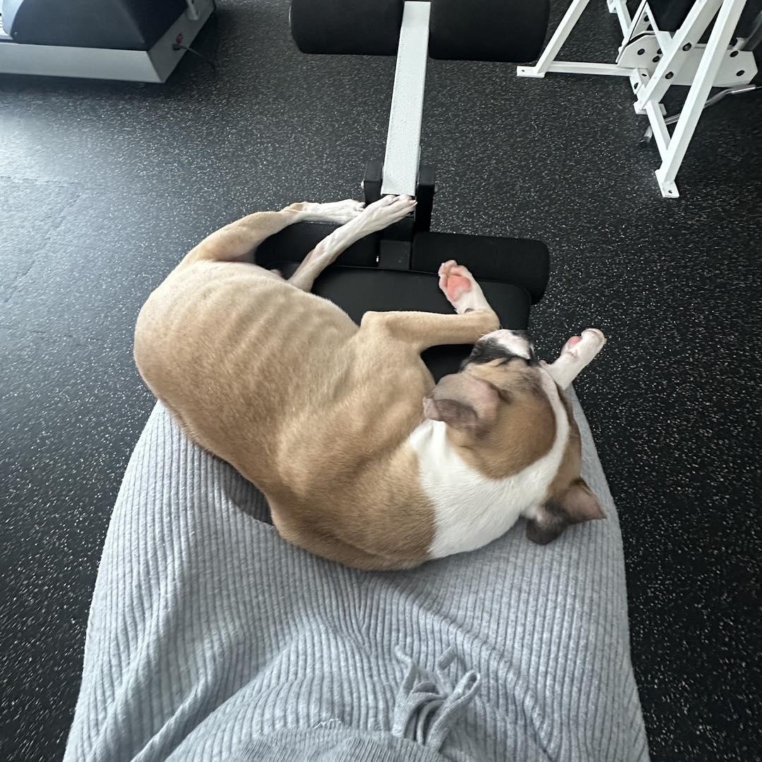 Enlarge NUGGET, an adopted mixed breed in Westland, MI image 4/6