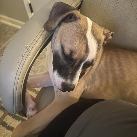 Enlarge NUGGET, an adopted mixed breed in Westland, MI image 2/6