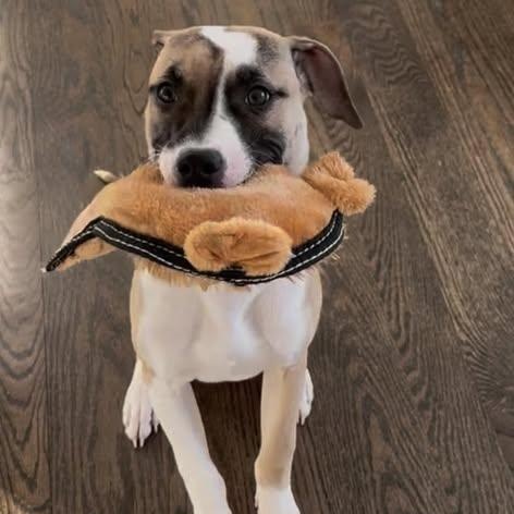 Enlarge NUGGET, an adopted mixed breed in Westland, MI image 1/6