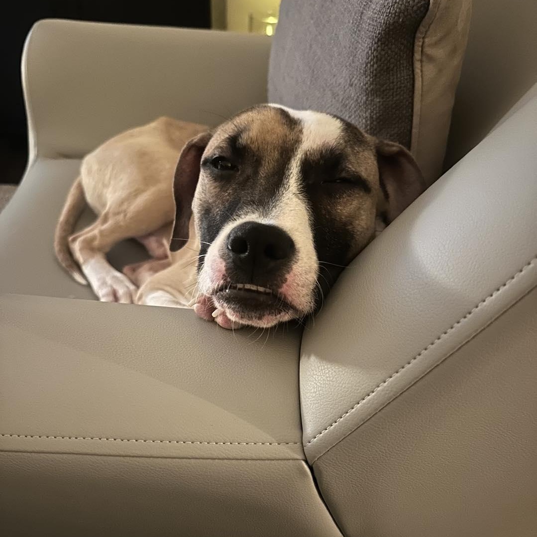 Enlarge NUGGET, an adopted mixed breed in Westland, MI image 6/6