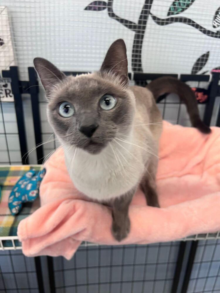 Enlarge Bing Bong, a Adoptable Siamese in McPherson, KS image 1/1