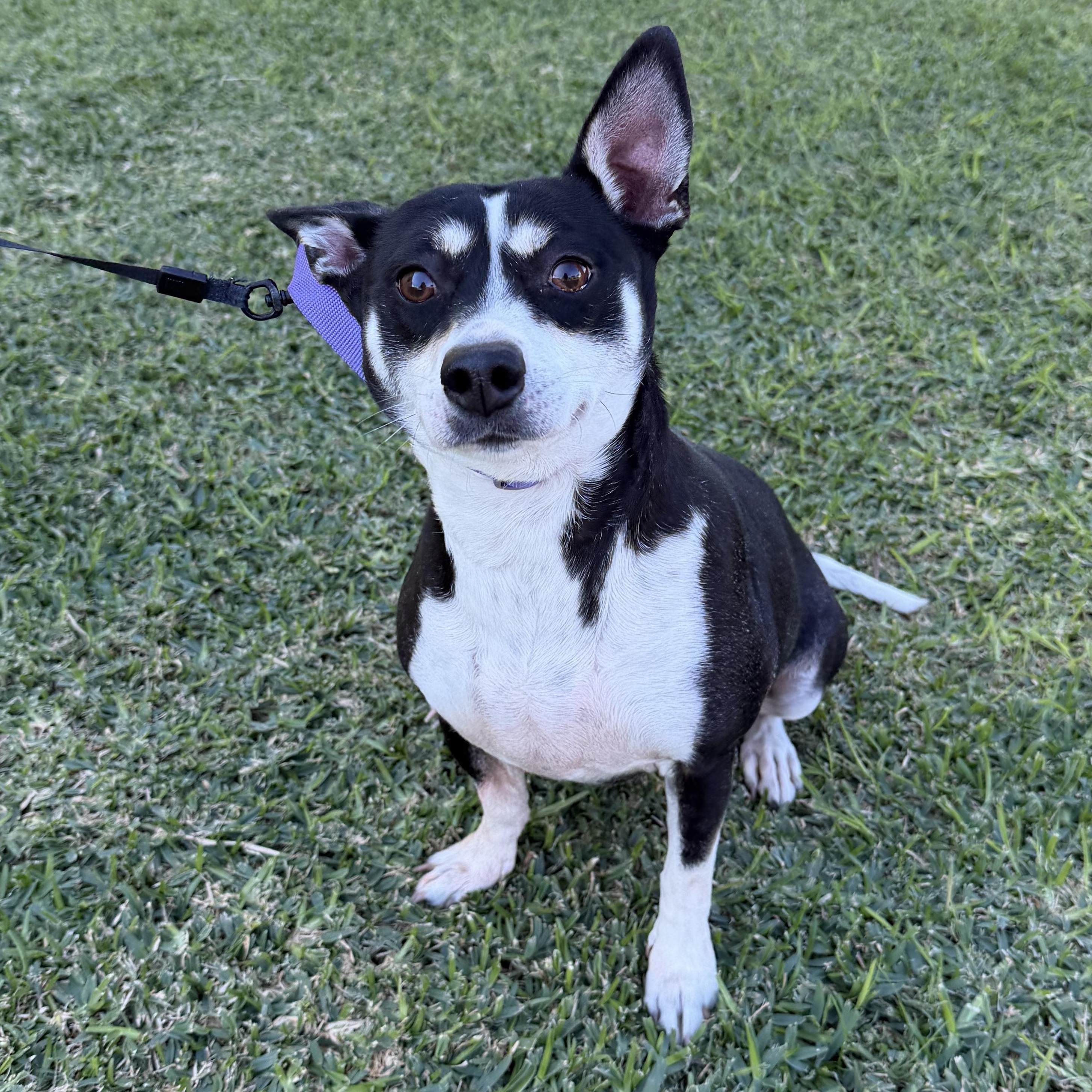 BAILEY & BIANCA (bonded pair)