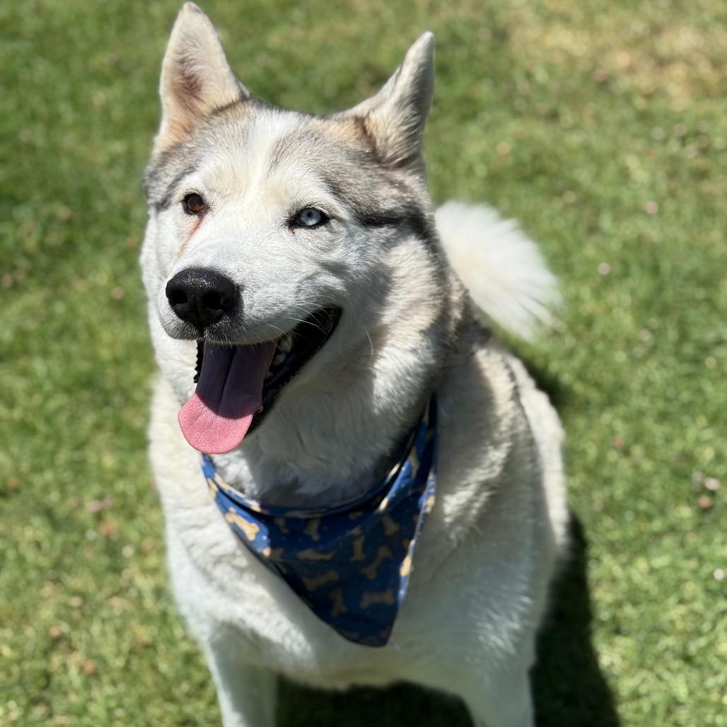 Enlarge Azul, a Adoptable Siberian Husky in Hawthorne, CA image 2/6