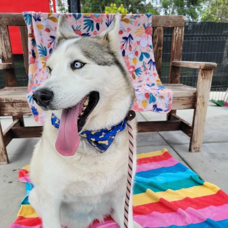 Enlarge Azul, a Adoptable Siberian Husky in Hawthorne, CA image 2/6