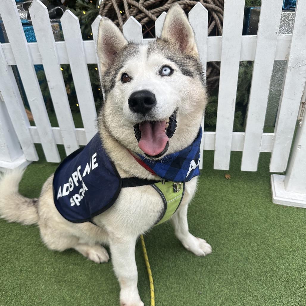 Enlarge Azul, a Adoptable Siberian Husky in Hawthorne, CA image 3/6