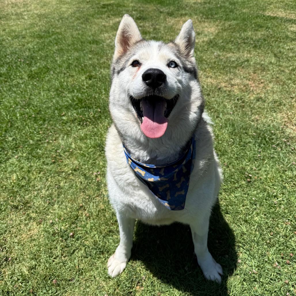 Enlarge Azul, a Adoptable Siberian Husky in Hawthorne, CA image 4/6
