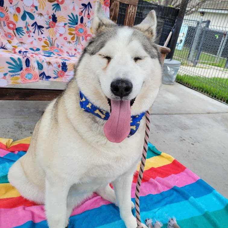 Enlarge Azul, a Adoptable Siberian Husky in Hawthorne, CA image 5/6