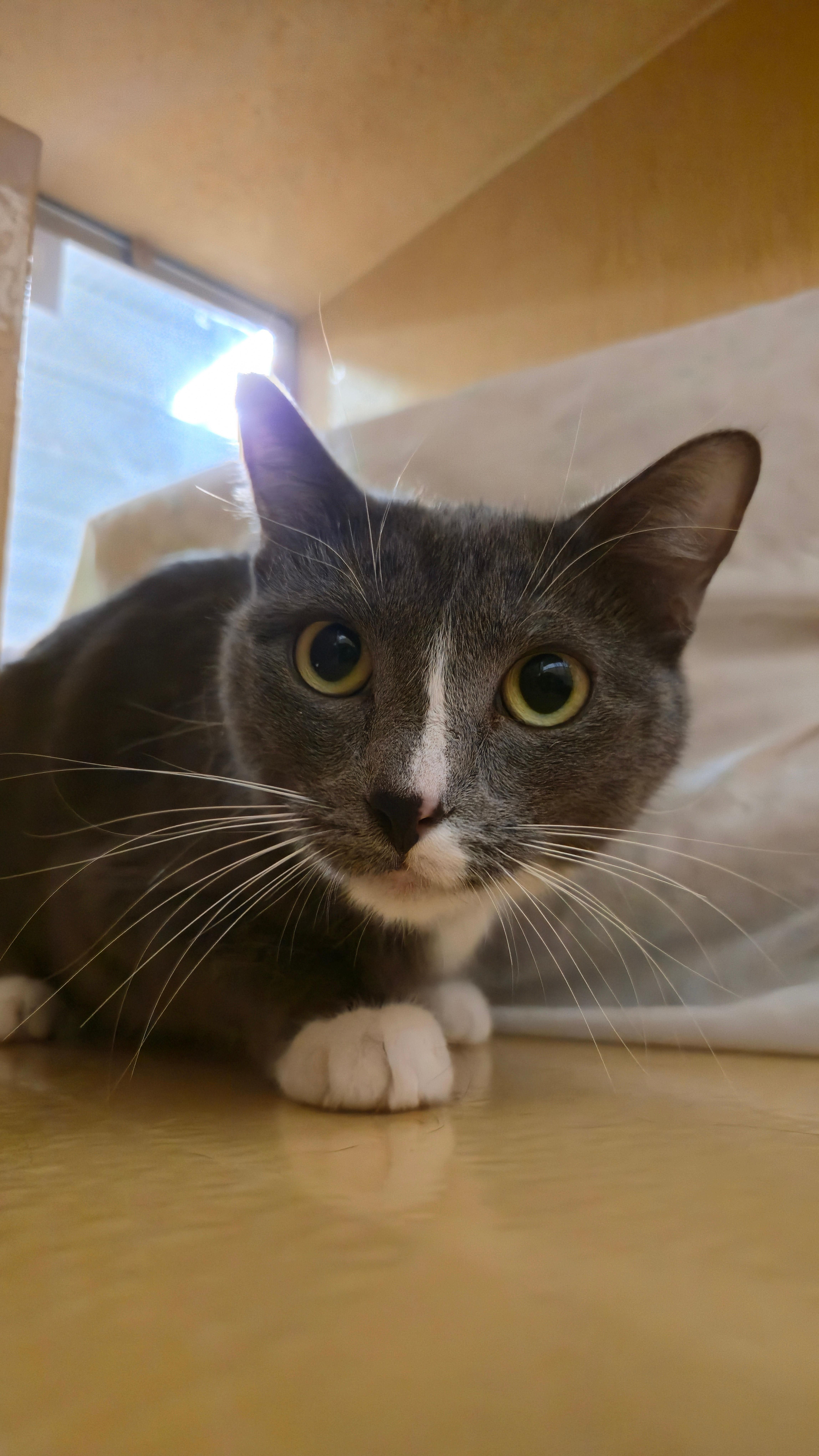 Rosie, a Adoptable Domestic Short Hair in Melrose, MA image 4/6