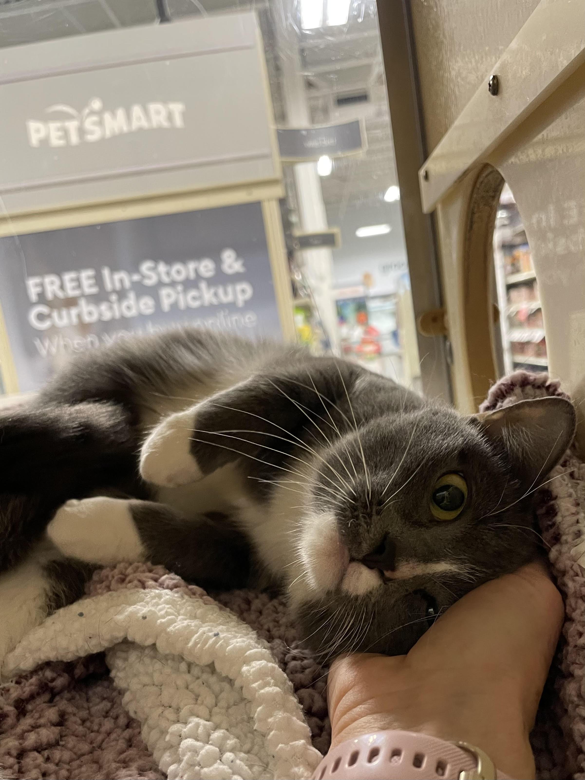 Rosie, a Adoptable Domestic Short Hair in Melrose, MA image 1/6