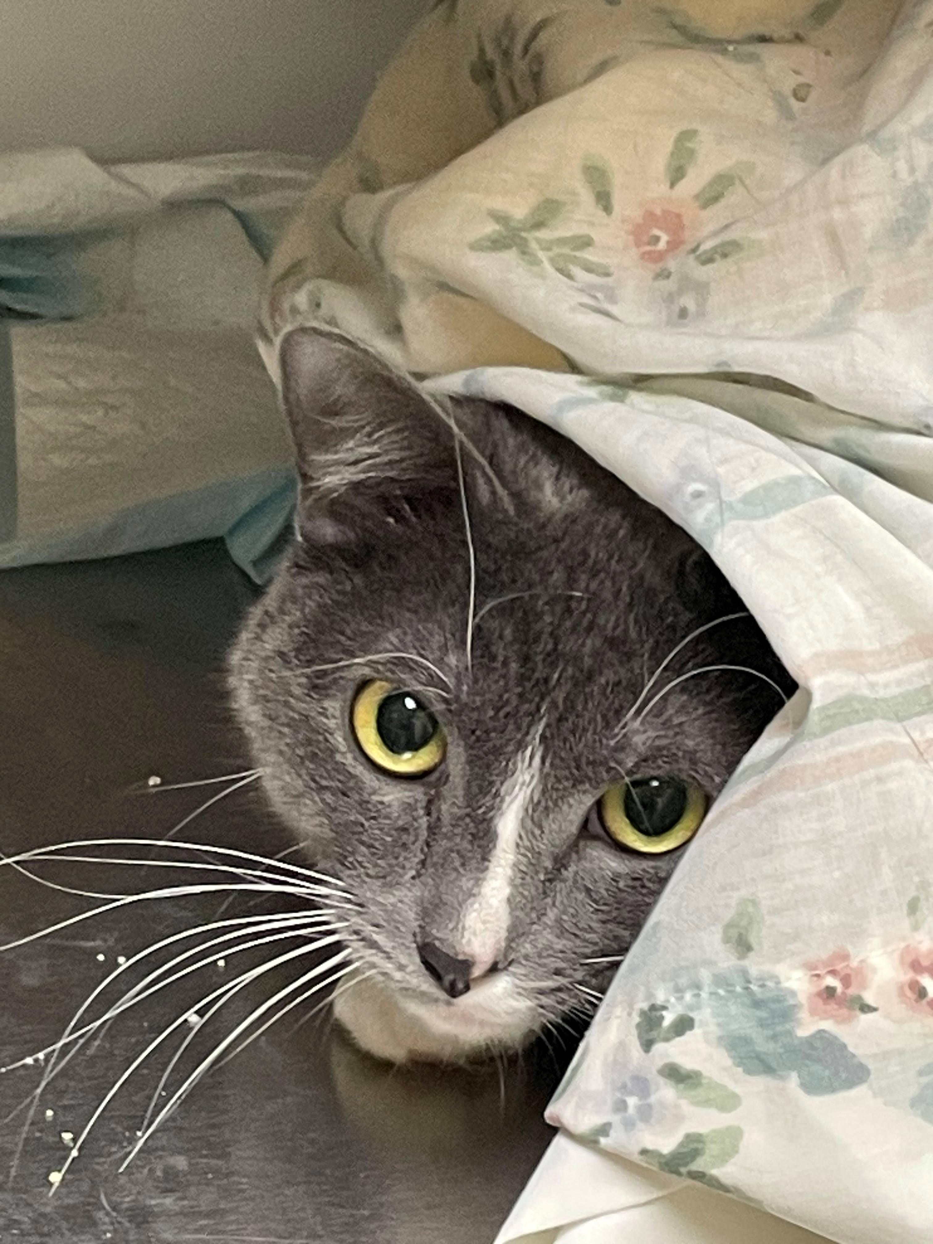 Rosie, Adoptable, Young Female Domestic Short Hair.