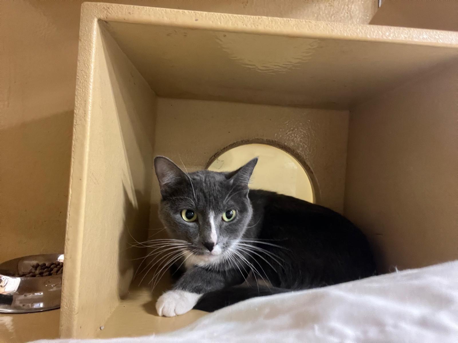 Rosie, a Adoptable Domestic Short Hair in Melrose, MA image 5/6