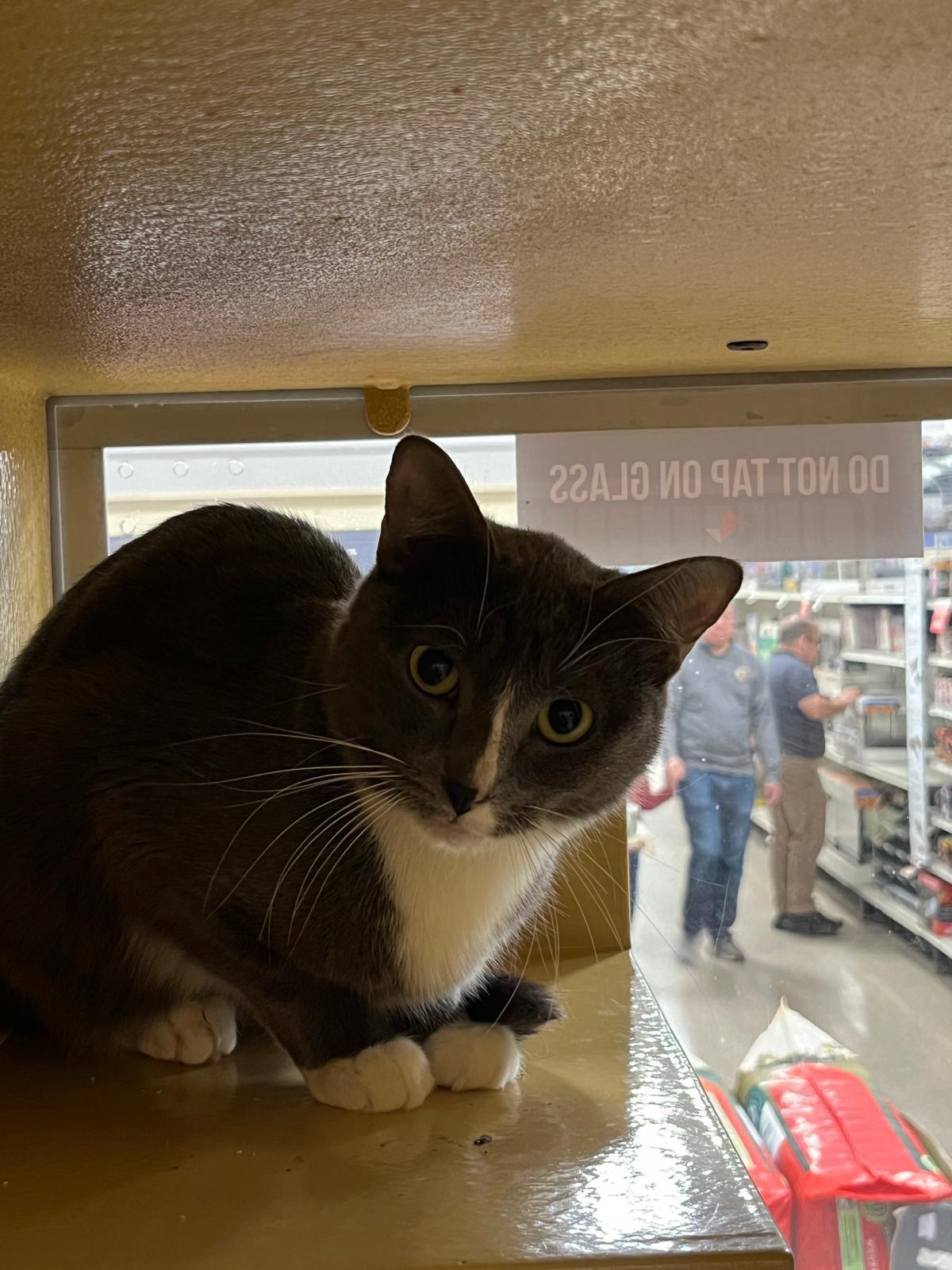 Rosie, a Adoptable Domestic Short Hair in Melrose, MA image 6/6