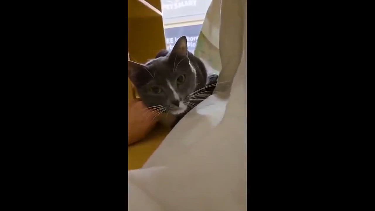 Enlarge Rosie, a Adoptable Domestic Short Hair in Melrose, MA video 3/6