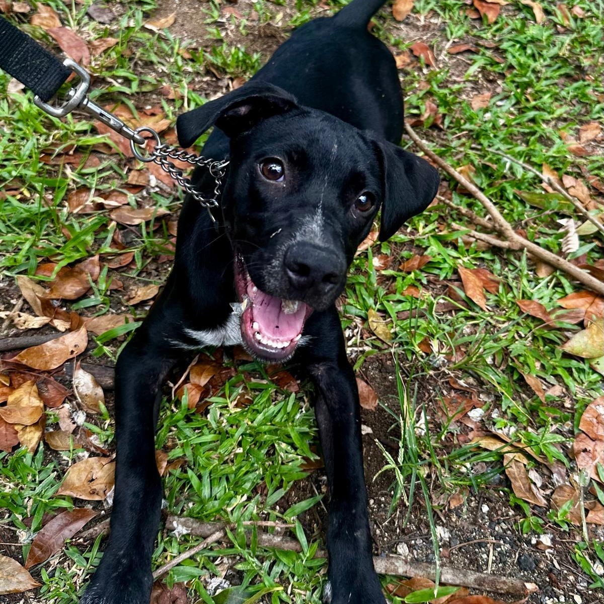 Stitch, Young Male unknown
