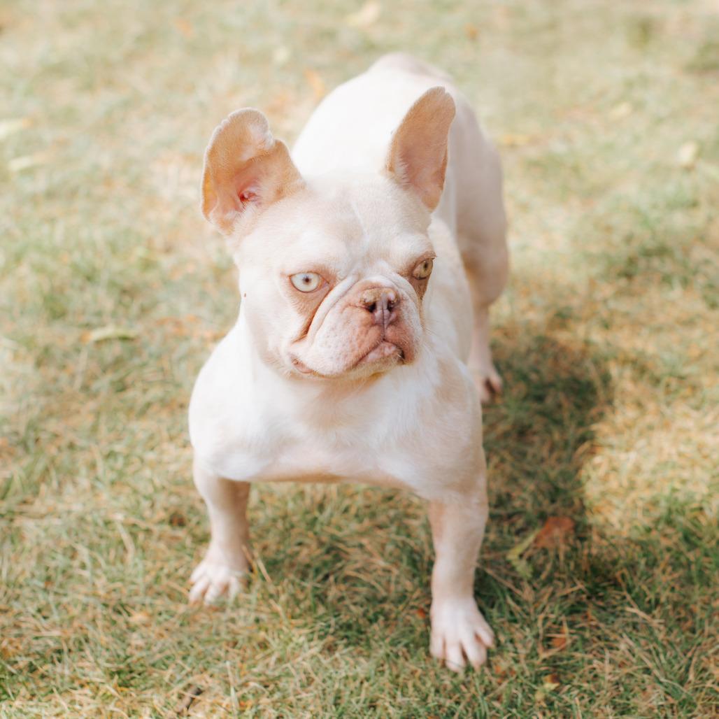 Enlarge Alchemilla, a Adoptable French Bulldog in Northbrook, IL image 1/3