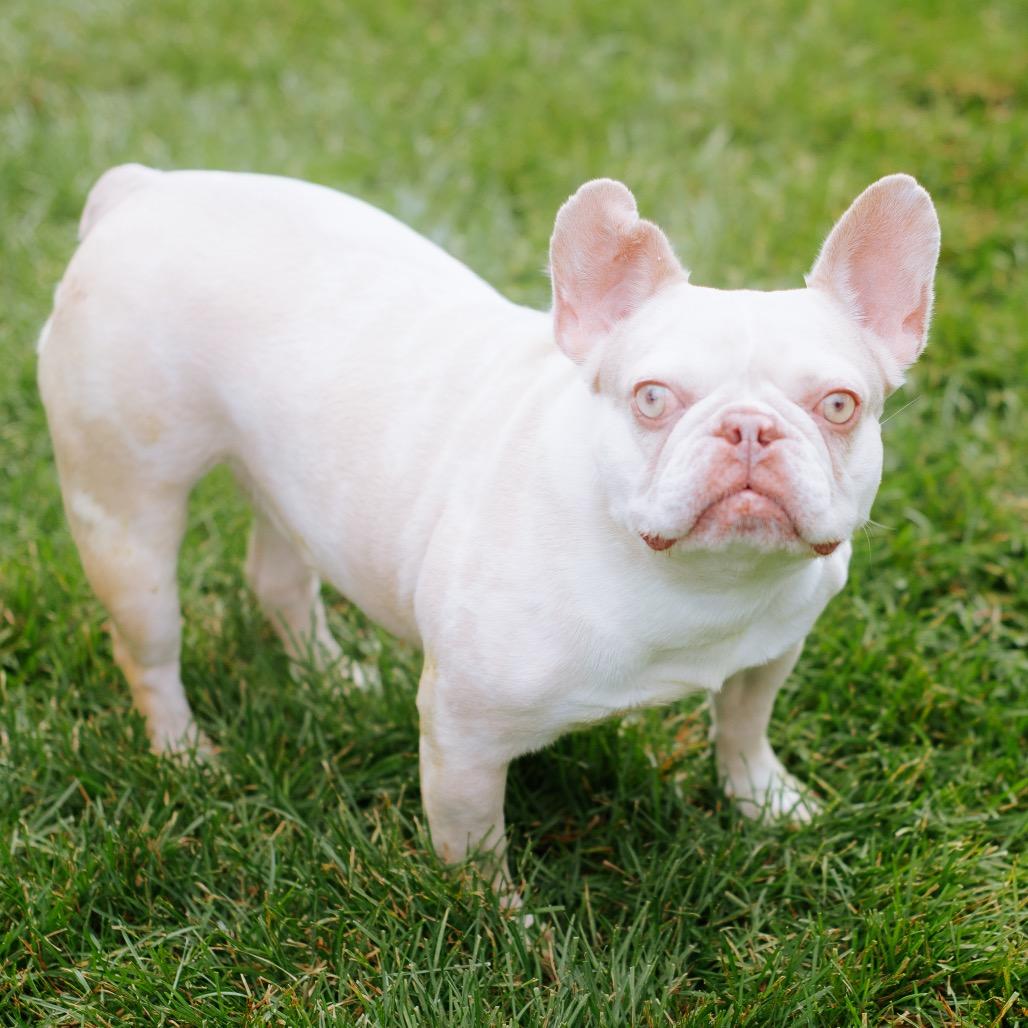 Enlarge Alchemilla, a Adoptable French Bulldog in Northbrook, IL image 2/3