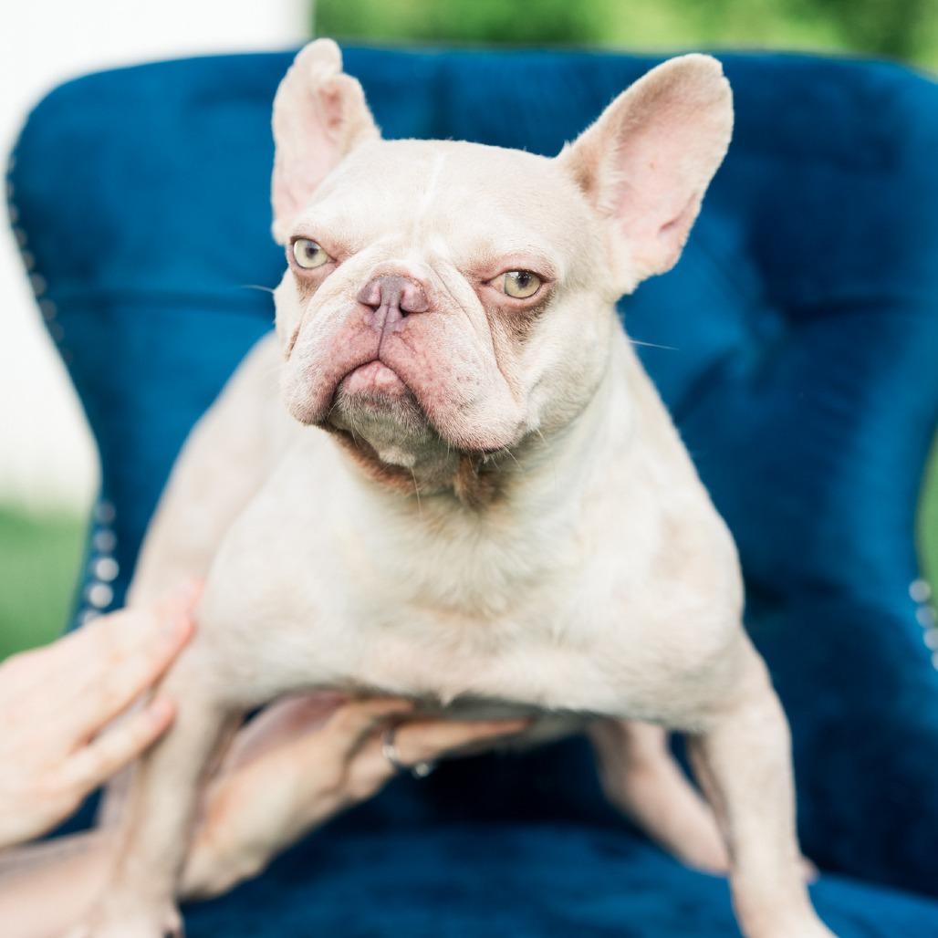 Enlarge Alchemilla, a Adoptable French Bulldog in Northbrook, IL image 3/3